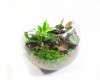 Terrarium Life